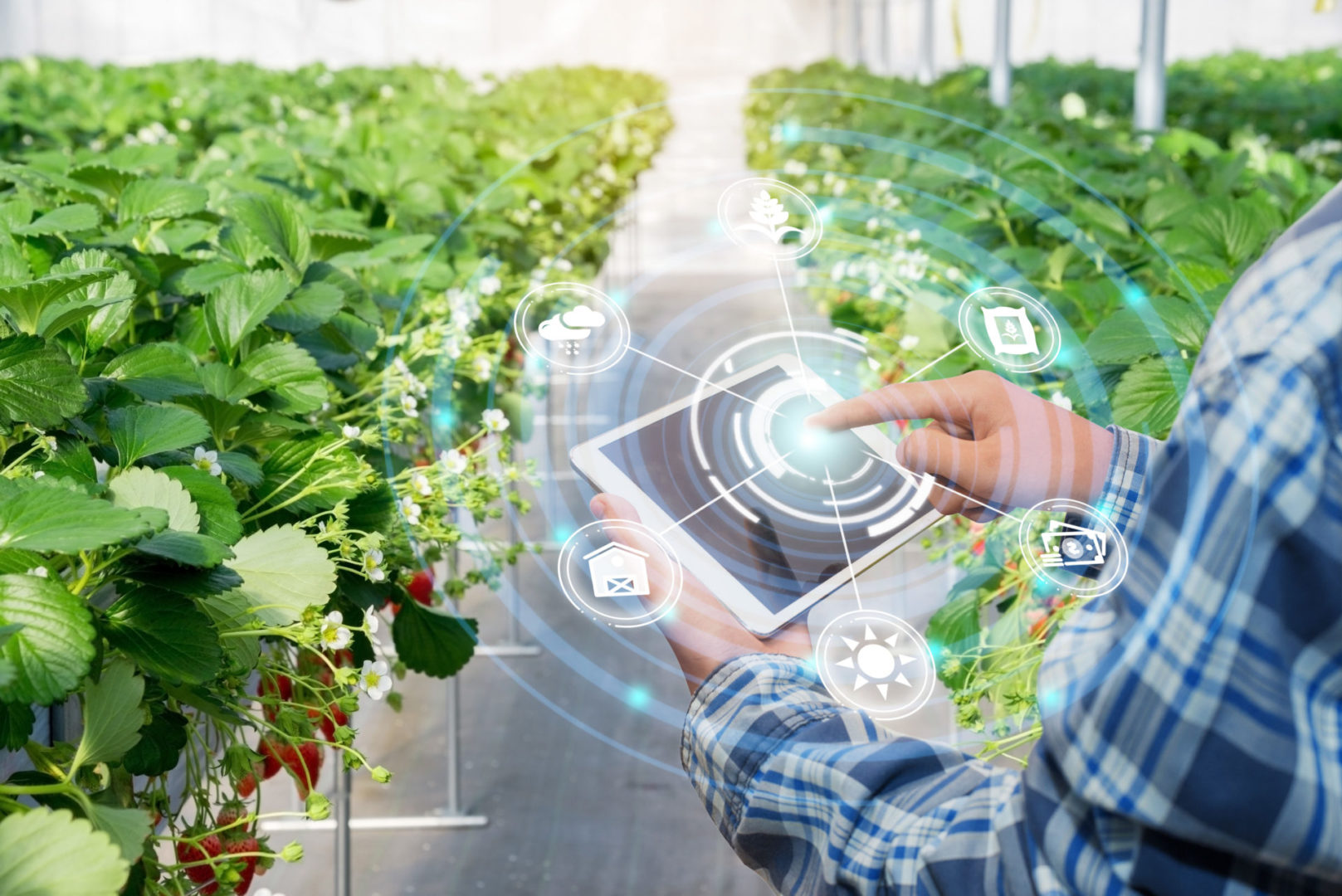 Digital Future of the Fresh Produce industry with farmer using tablet in strawberry greenhouse